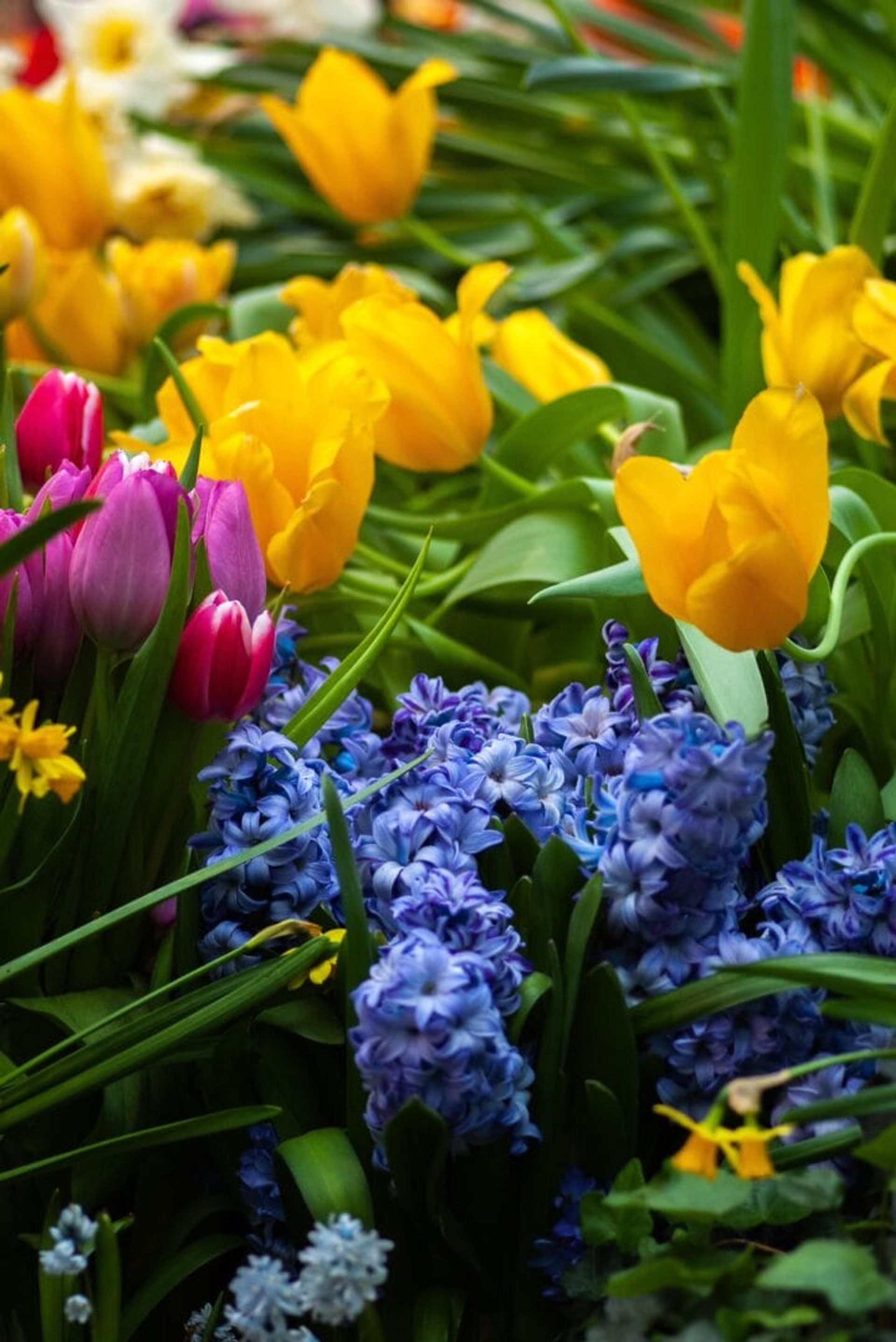 Top Hotels to Stay Near the Tulip Festival Amsterdam
