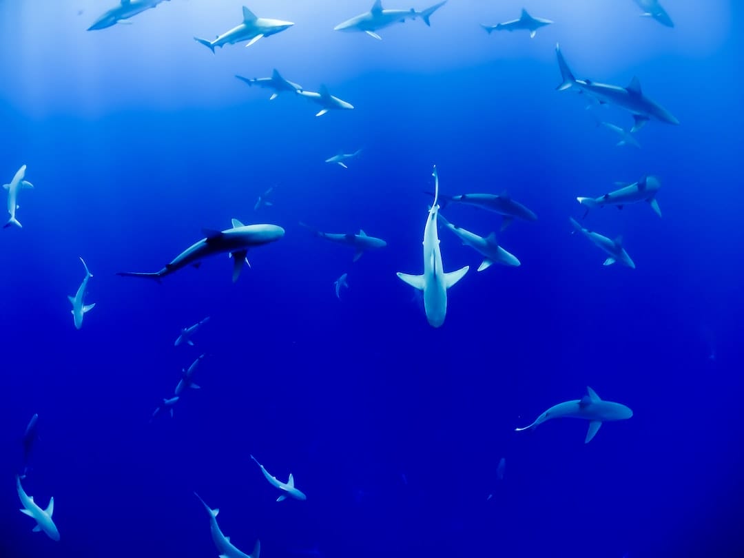 The Truth About Shark Attacks in Greece: Are the Waters Safe? - Are great white sharks common in ...