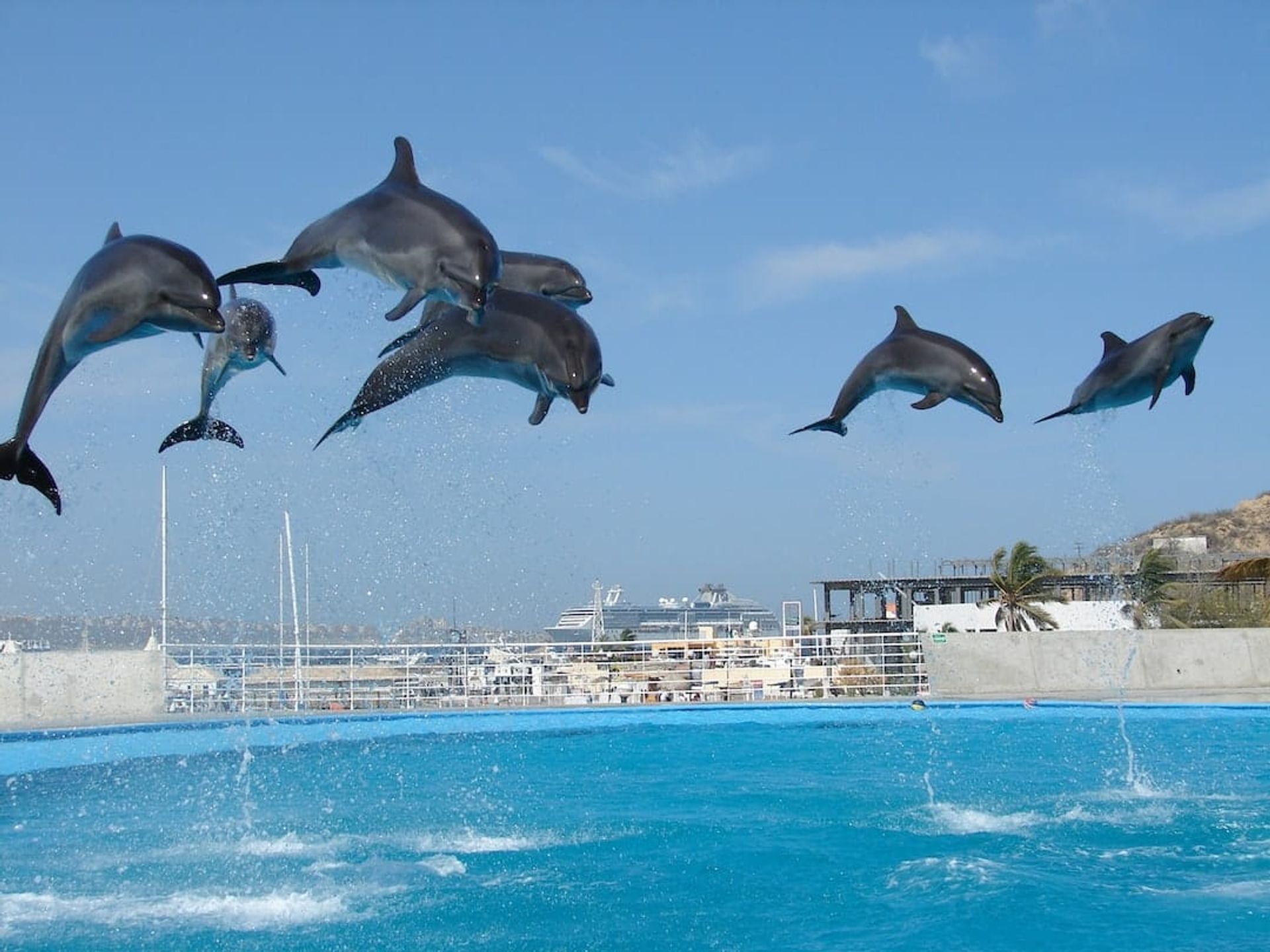 National Animal of Greece: Dolphin, Eagle & All Greek National Symbols (2026)
