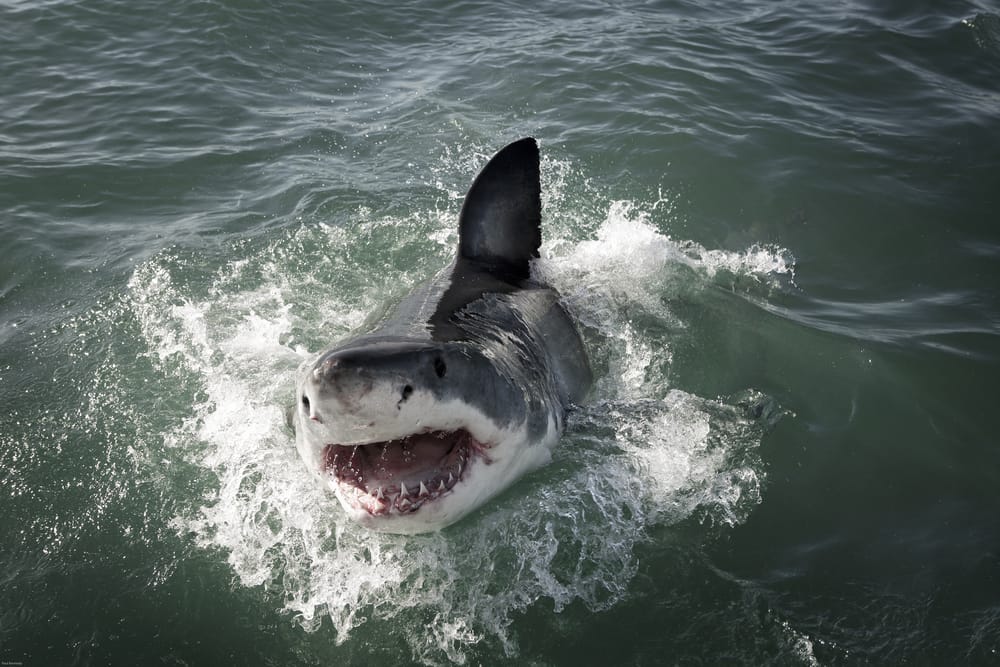 Sharks
