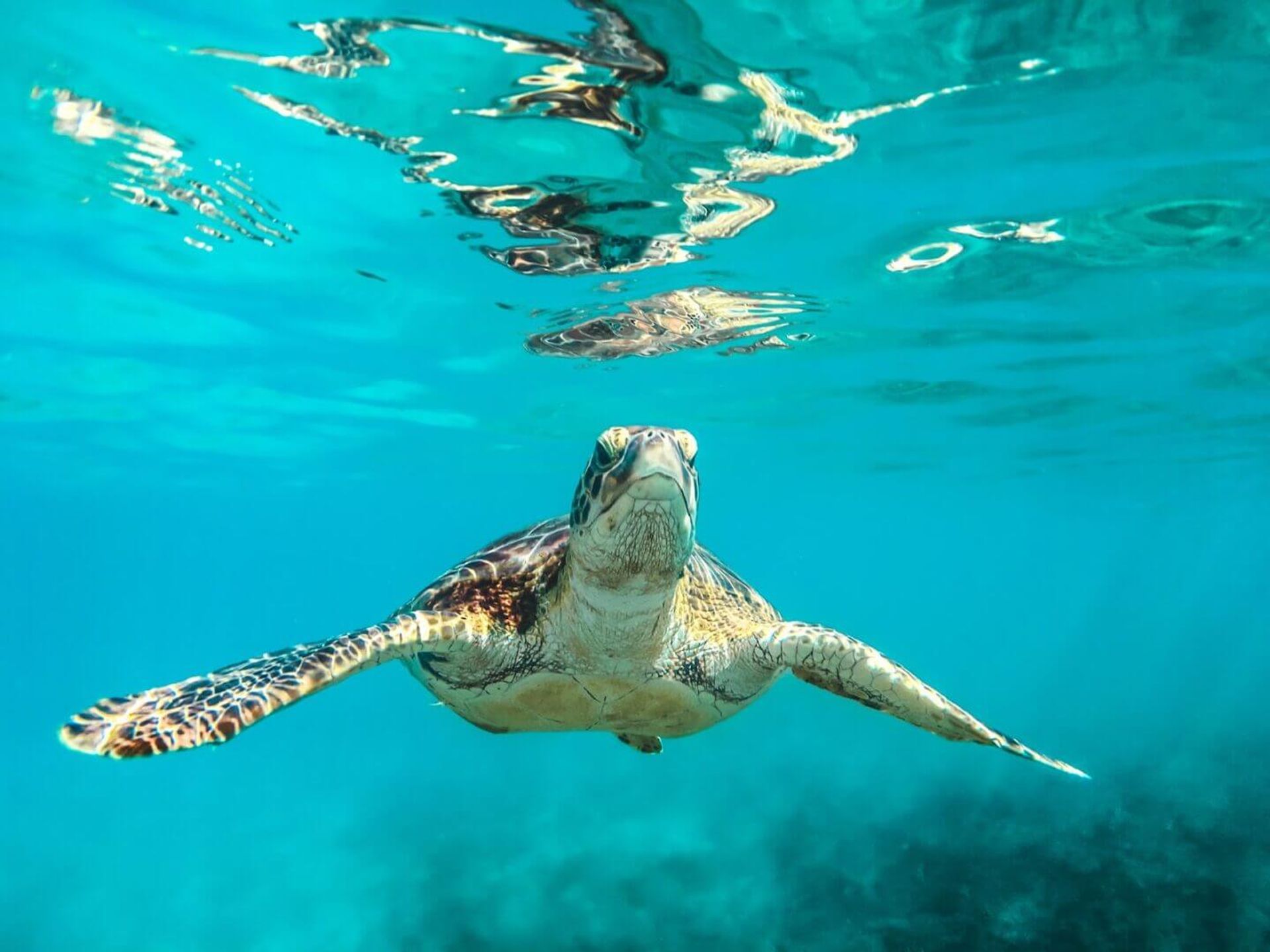 Galapagos Cruise Itinerary: Best Islands to Visit