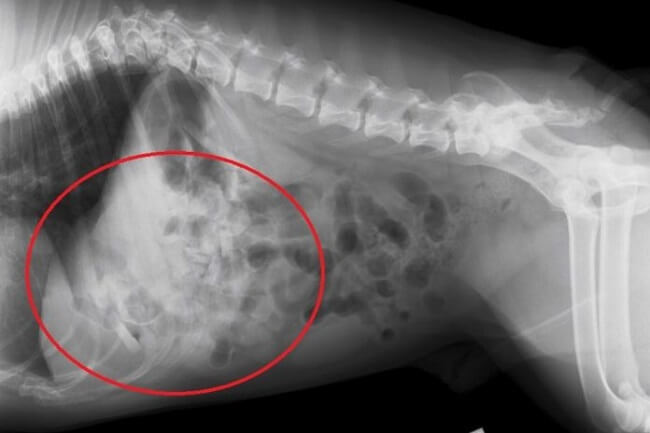lastik oyuncak köpeğin röntgeni