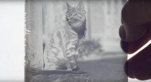 kedi