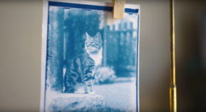 kedi 120 yıl