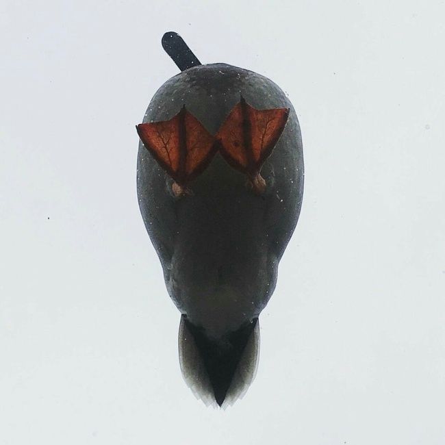 ördeğin alttan görüntüsü