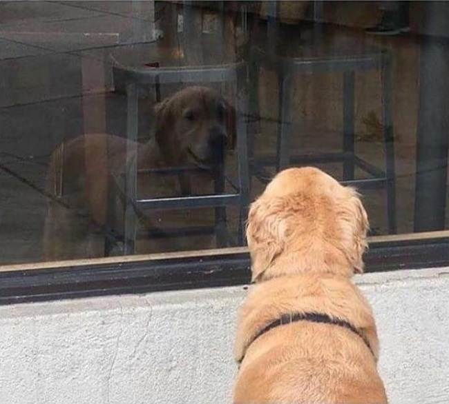 köpek vitrine bakıyor