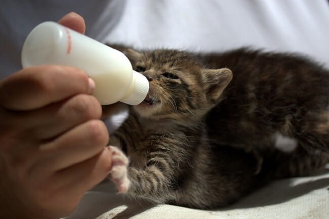 kedi bakımı katzen