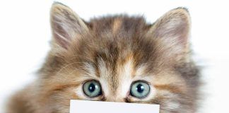 kedi bakımı nasıl yapılır