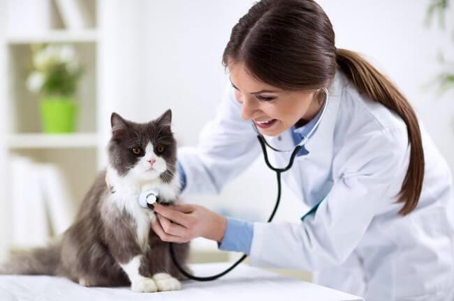 kediler veterinere nasıl götürülür