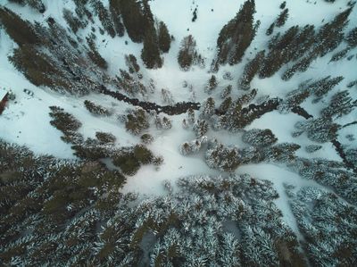 Snowy alpine forest - aerial photo