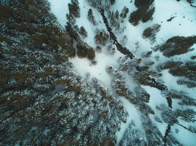 Snowy alpine forest - aerial photo