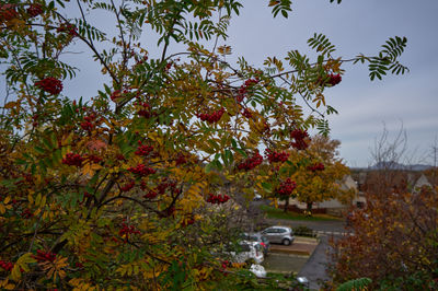Rowan tree with berries in autumn