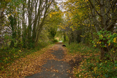 A road that is covered in autumnal leaves passes past trees.