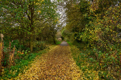 The road is covered with autumn leaves as it passes by trees.