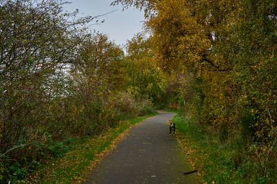 Autumn leaves line the road as it travels past trees. A dog on the road.