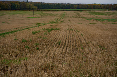 A field after harvest, golden and green