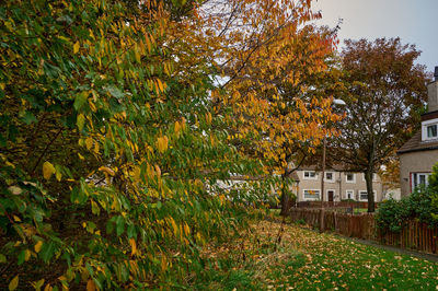 Autumn leaves on trees. Buildings at the backgound.