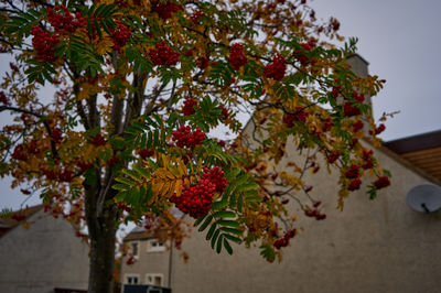 Autumnal fruit on a rowan tree