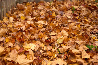 Golden falling leaves forming a carpet