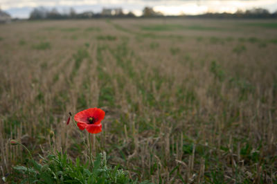 Lonely red poppy on a field after harvesting