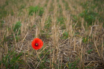 Lonely red poppy on a field after harvesting