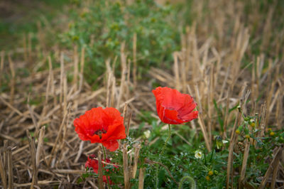 Two lonely red poppies on a field after harvesting