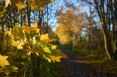 Bright autumn landscape with golden trees and blue sky in countryside