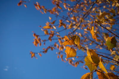 Golden autumn leaves on tree branches with a blue sky in a background