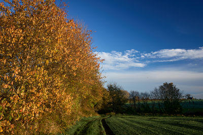 Bright autumn landscape with golden trees and blue sky in countryside