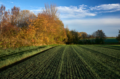 Bright autumn landscape with golden trees and blue sky in countryside