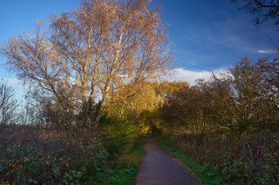 Bright autumn landscape with golden trees and blue sky in countryside