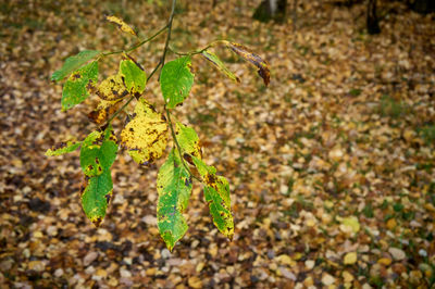 Green and yellow autumn leaves on a branch with fallen leaves in a background