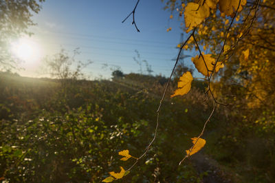 Bright autumn landscape with golden trees and blue sky in countryside