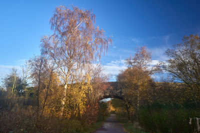 Bright autumn landscape with golden trees and blue sky in countryside