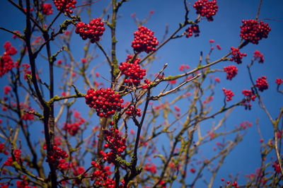 Red berrys on branches of a rowan tree in a autumn forest under a blue sky