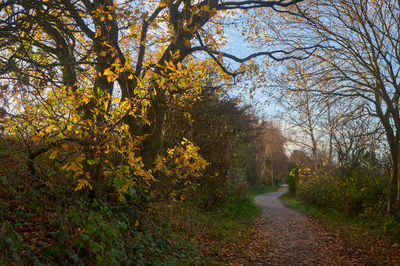 Bright autumn landscape with golden trees and a footpath in the bushes