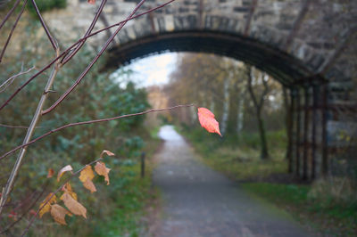 Lonely autumn leaf on a tree branch on a blurry background - a footpath under a bridge