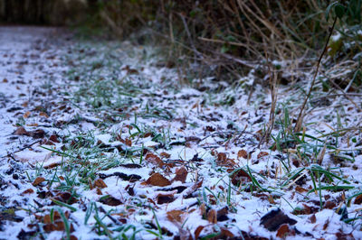 Fallen leaves lying on frozen ground in frost