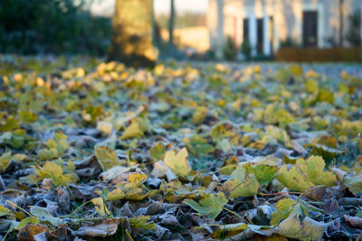 Fallen leaves lying on a frozen ground
