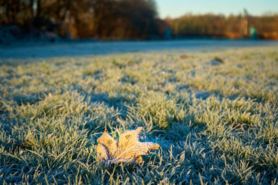 A lonely fallen leaf on a frozen grass