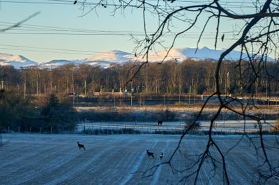 Bright autumn landscape with three deer and a cow on a field near Edinburgh with Pentland Hills cove