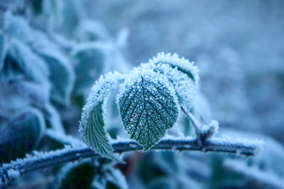 Green leaves in light snow on a tree branch on a blurry background