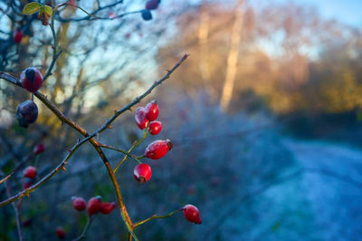 Red berries in a frost against a blurry background