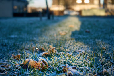 Fallen leaves lying on frozen green grass illuminated by bright sunshine in a morning