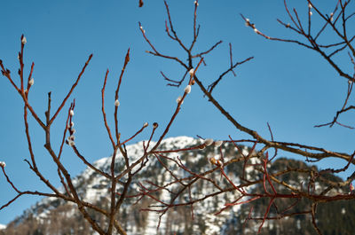 Sky Twig Wood Natural landscape Plant Trunk