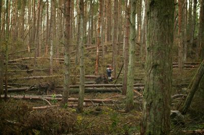 In a pine forest. A person could be seen between the tree trunks. A number of fallen trunks