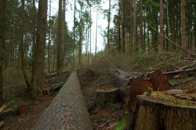 In a pine forest. Fallen trees in the foreground