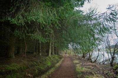 A footpath In a pine forest. Water can be seen nearby