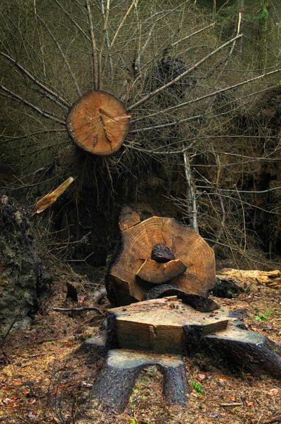 A lying tunk of a recently cut tree near its stub