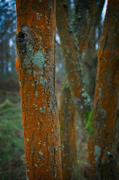 A close-up of a tree trunk with colourful cork